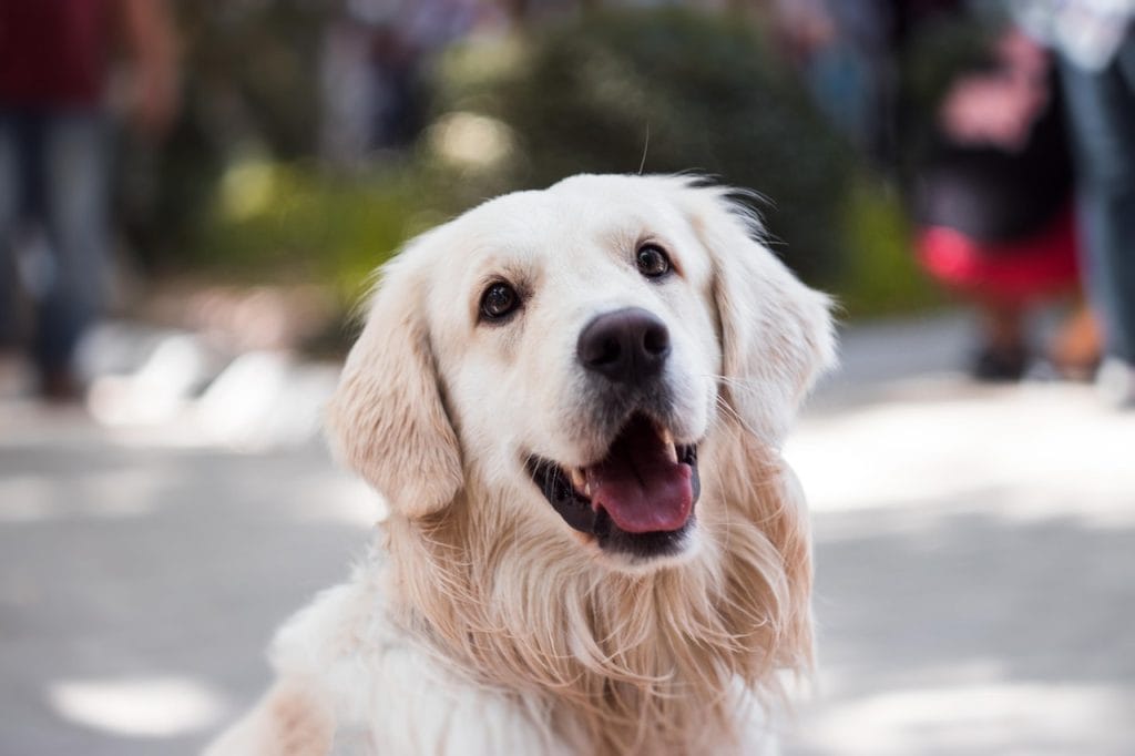 Happy golden retriever sitting outdoors with blurred people and greenery background