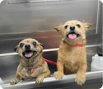 Two small dogs in tub with pink collars, tongues out, ready for bath