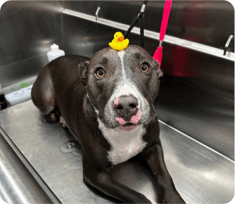 Black and white dog in tub with rubber duck on head looking up