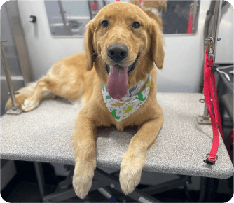 Golden retriever on grooming table wearing bandana, relaxed and happy