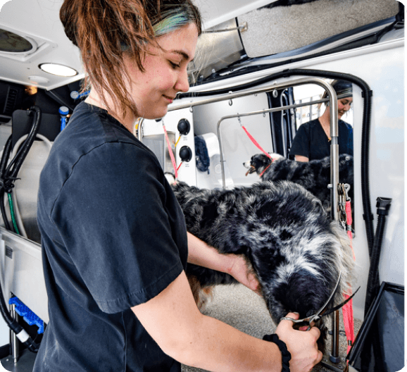 Groomer trimming dog's fur in mobile van, focusing on hind leg