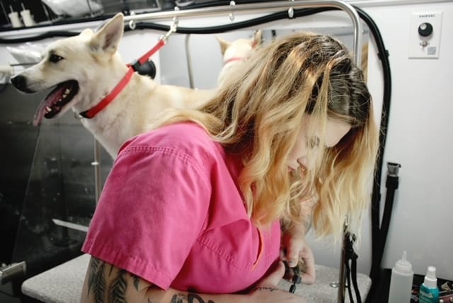 Groomer in pink trimming dog's nails on table in pet salon