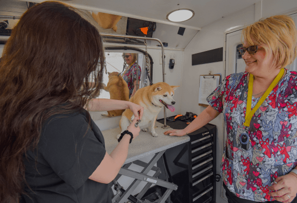 Shiba Inu getting nail trim in van with groomers ensuring comfort