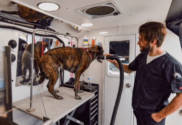 Groomer drying brindle dog on table in van with mirror reflection