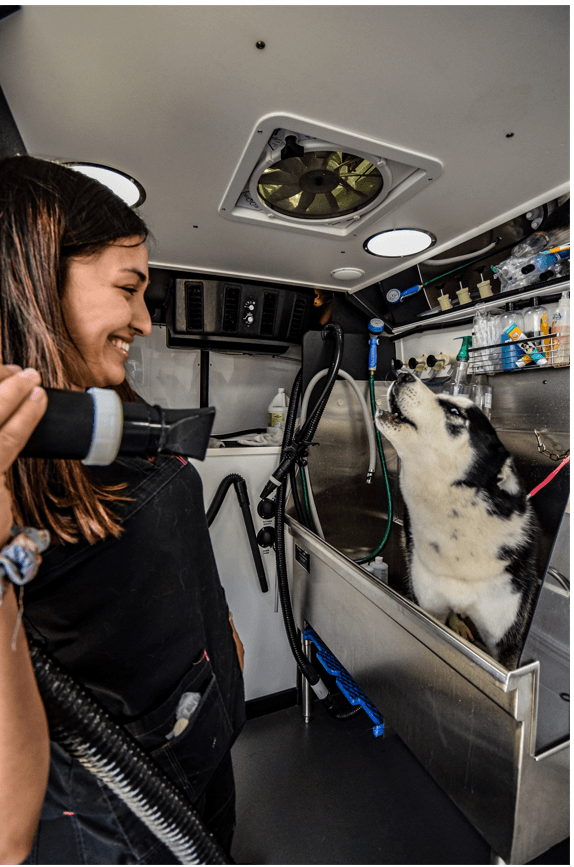 Groomer holding dryer as husky in tub looks up in grooming van
