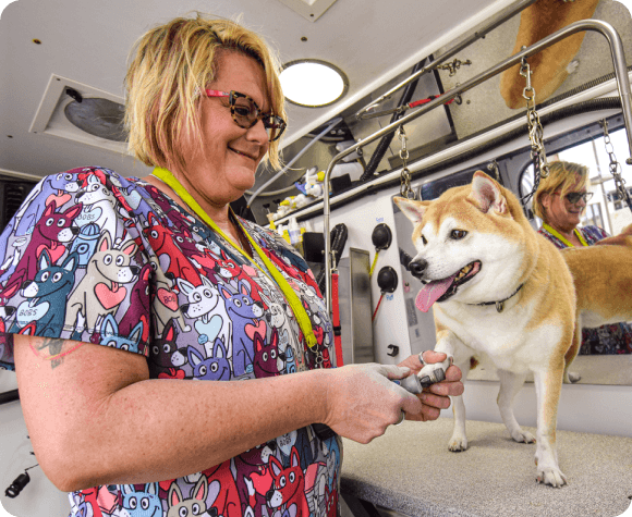 Groomer trimming Shiba Inu nails on table in mobile salon
