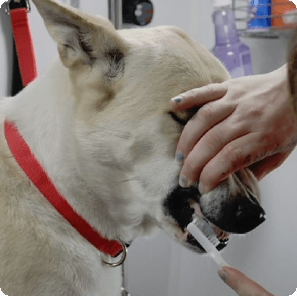Dog receiving oral medication from syringe in veterinary setting