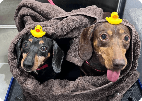Two dachshunds wrapped in towels with rubber ducks on heads