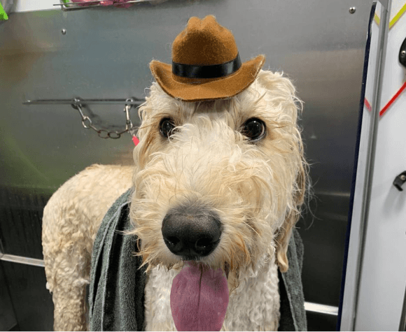 Fluffy dog with hat and tongue out in grooming salon