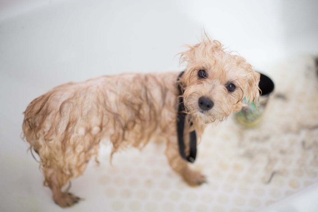 Wet small dog standing in bathtub with messy fur