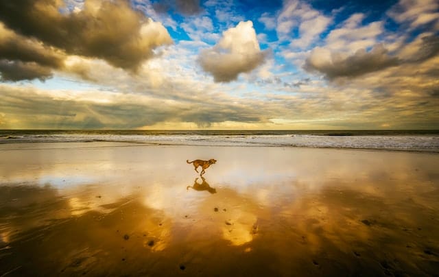 Dog running on beach with ocean and cloudy sky