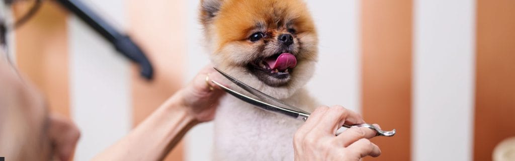 Happy Pomeranian being groomed with scissors