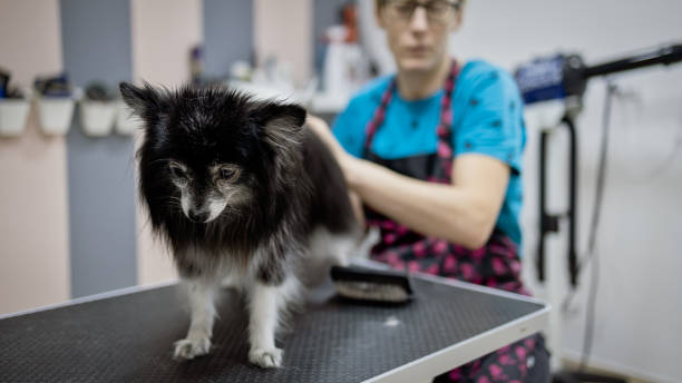 Dog on grooming table with groomer in background