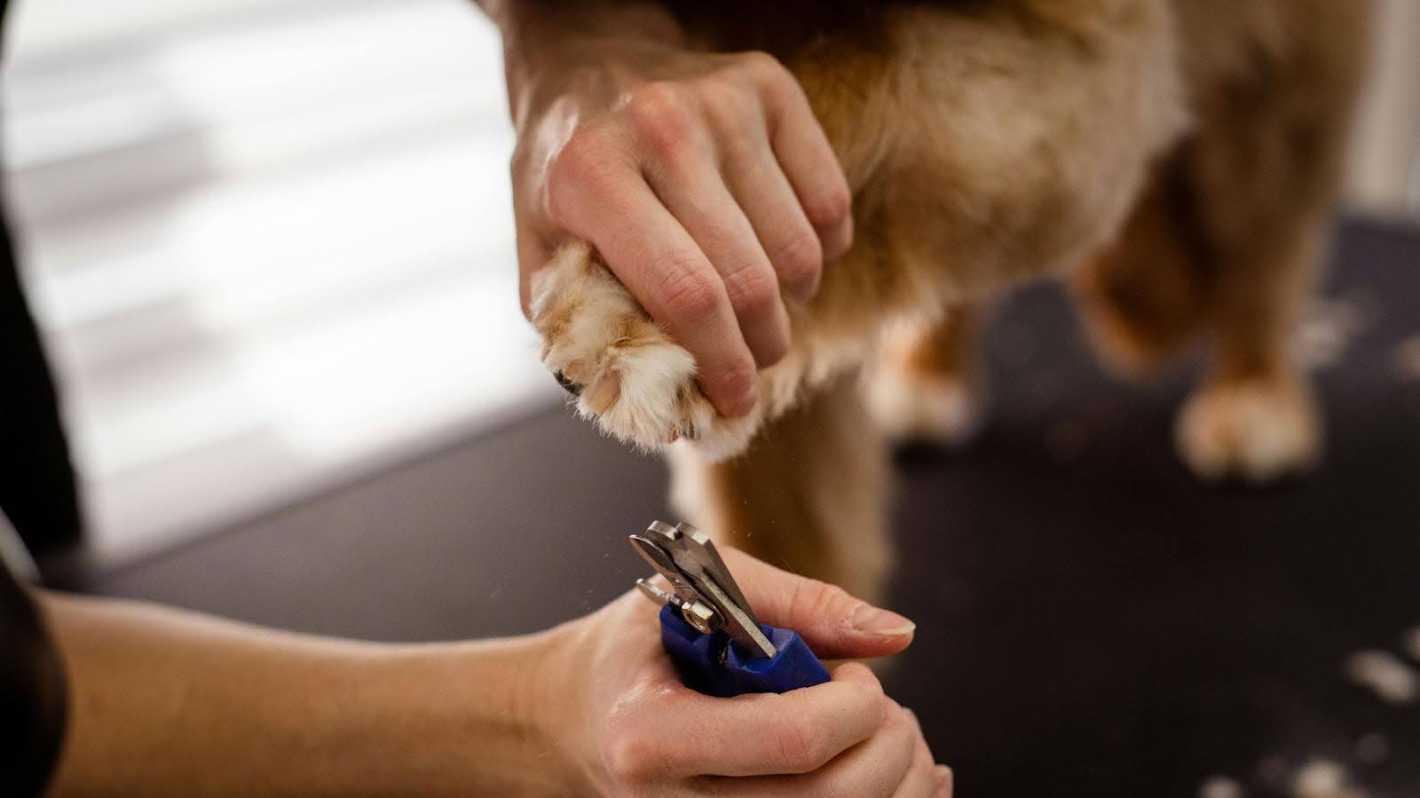 Hand holding dog paw while trimming nails