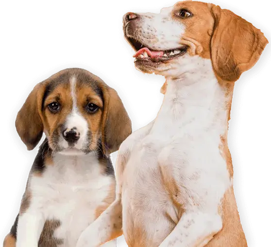 Beagle puppy and adult dog standing together