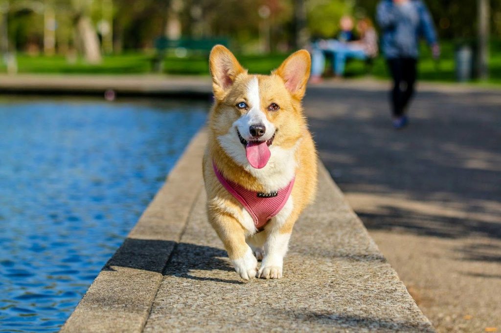 Corgi walking near pond wearing pink harness