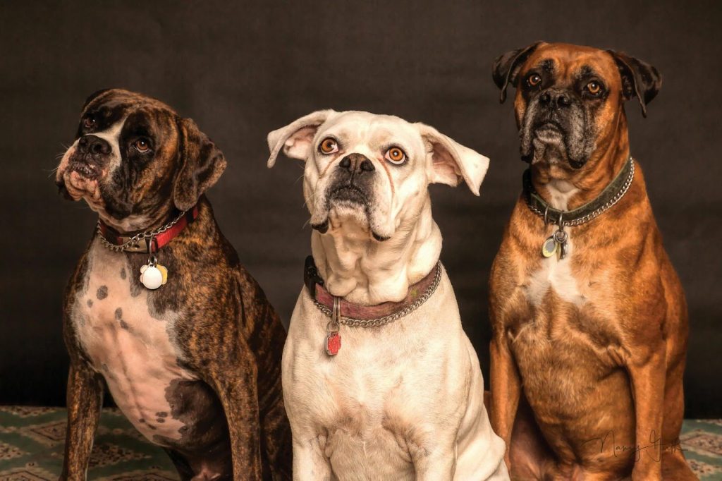 Three dogs sitting against dark background