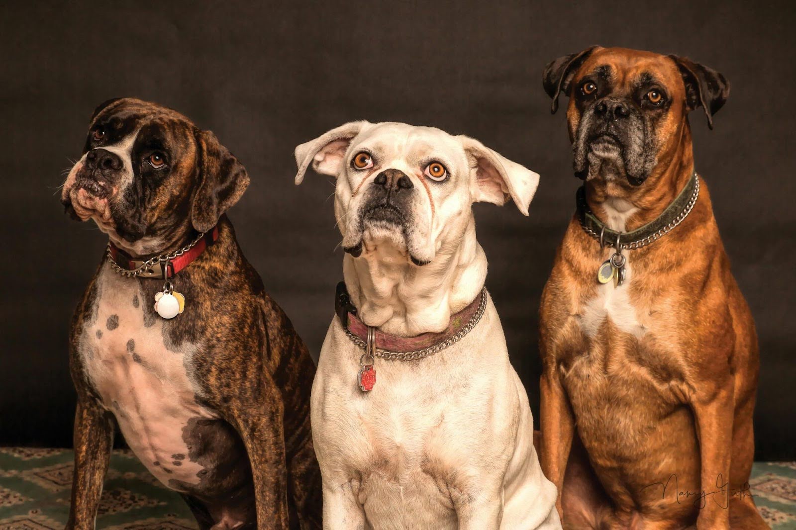 Three dogs sitting against dark background