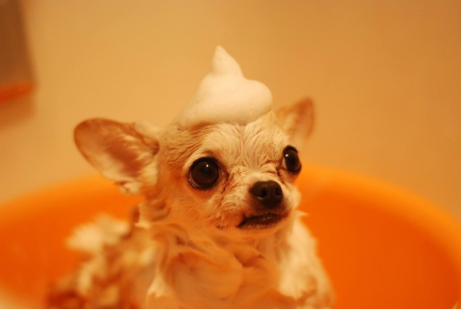 Chihuahua with foam on head looking curious