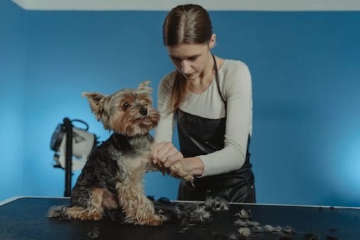 Person grooming dog on table with hair clippings