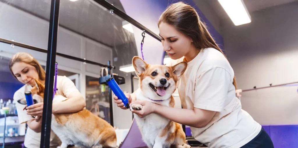 Woman grooming corgi in modern salon